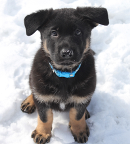 Azog z Glaurung german shepherd sit puppy
